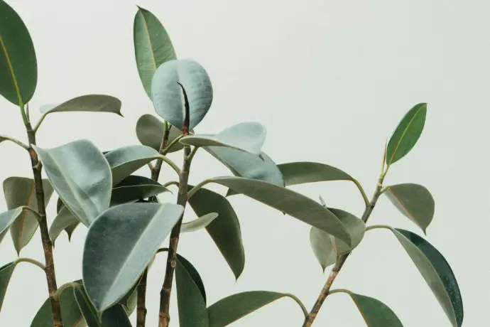 green rubber fig plant